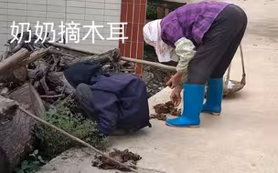 奶奶家门前发现很多木耳，还是野生的，太好了！