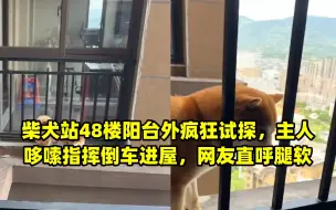 柴犬站48楼阳台外疯狂试探，主人哆嗦指挥倒车进屋，网友直呼腿软