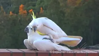 野生鹦鹉交配- wild parrots mating