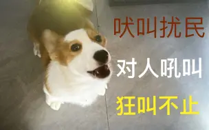 【幼犬到家】狗为什么总爱叫，乱叫扰民。外出对陌生人和事物吠叫