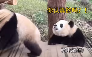 渝可将渝爱推下吊桥 第一次在熊猫脸上看到了难以置信！