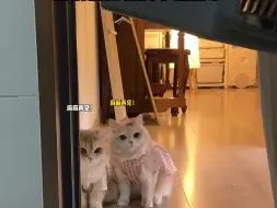 去接新的小猫回家。偷偷看看原住民的反应