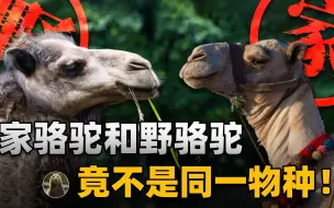 专家：野骆驼和家骆驼不是同一个物种，但是可以生下杂交后代？