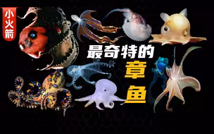 世界上最奇特的14种章鱼，谁能想到，章鱼的世界原来如此奇妙！