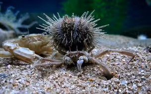 背着海胆的鬼脸蟹