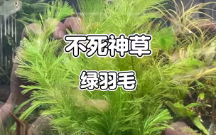 绿羽毛，古法缸，鱼缸，草缸，后景推荐