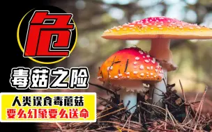 女生吃野生菌出现幻觉，从家到医院扯一路的线，毒蘑菇到底有多危险