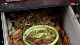 歪果仁养啥都流批系列之虎斑