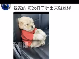 第一次打针的小狗