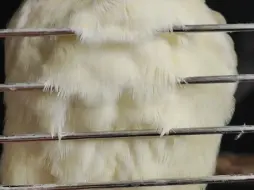 溢出屏幕的毛胸