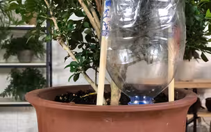 长假出游谁来浇花？学会这三招，轻松解决不求人