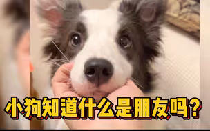 小狗知道什么是朋友吗？破防了！