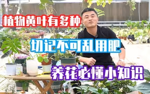 植物黄叶怎么办？如何判断是病害还是自然代谢？养花必懂小知识。