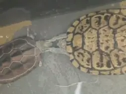 乌龟求偶多少有点儿搞笑。