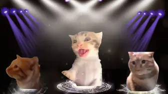 猫王争霸赛#猫meme#猫meme小剧场