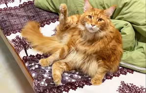 缅因猫坚持抬起一只脚，很难想象它经历了什么