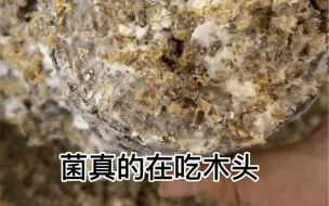 当我用木头种蘑菇