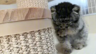 沉浸式看小狲洗脸