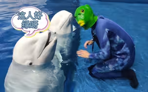 白鲸和鱼头人？