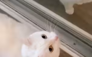 猫咪Sofia会模仿主人说几句俄罗斯语，音调把控得非常到位，好萌哇~啊~啊！