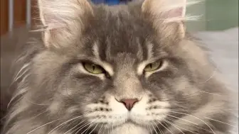 缅因猫还得是温柔的巨人~