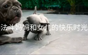 法斗妈妈和女儿的玩耍的快乐时光，真令人羡慕！