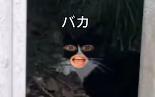 绍兴八嘎猫
