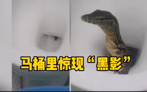 一名游客正打算上厕所 突然发现马桶里钻出蜥蜴
