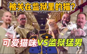 监狱养猫计划，200只流浪猫改变了监狱，上演一段相互救赎的故事