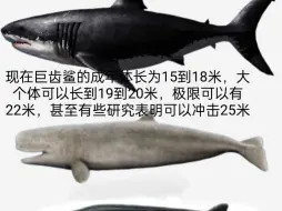 感觉巨齿鲨这个怪物可以冲击25米了，史上最强海洋掠食者，体型肯定不止15