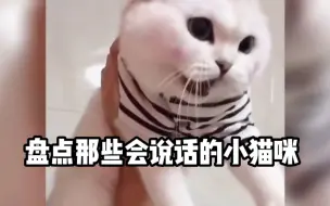 盘点那些会说话的小猫咪：和主人无障碍沟通，这是成精了吗？