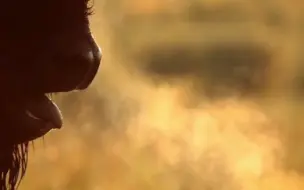 牛王为交配频繁战斗，哪怕次次胜利，它最终还是倒地不起