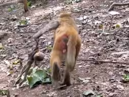 猴肉