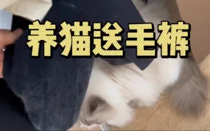 【哼哼怪】劝你养猫？养就是送毛裤