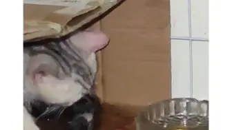 生了生了