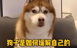 狗子是如何缓解自己的尴尬的
