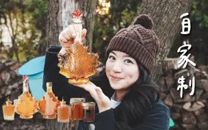 住了五年才知道，我家后院可以采收枫糖浆?! 人生第一罐自制枫糖纪录