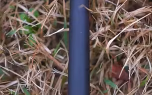 细硬峰苍龙鲫紫金鱼竿手竿钓鱼竿超轻鱼杆手杆台钓竿鲫鲤小综合竿！！！