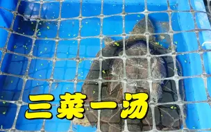 可 以 当 半 水 龟 养 的 水 龟