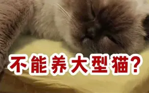 为什么只有大型犬，没有大型猫