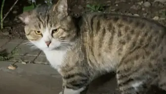肥耳朵小猫快快好起来吧！