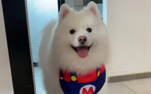 有些小家伙的出现就是为了治愈你