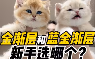 金渐层和蓝金渐层 新手选哪个？
