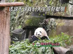 看完这个细节，就知道大宝哥有多聪明了…