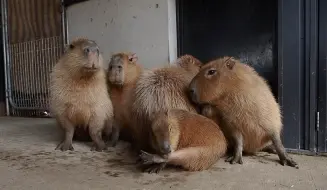 水豚：很放松 (*>.<*)