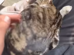 小猫挠完主人“装死”，卷成一团不愿面对