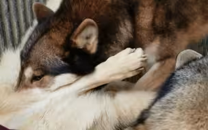狼哥不要啊~