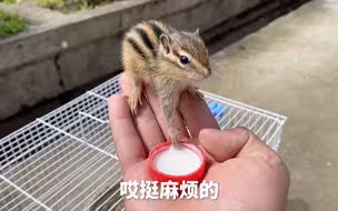 这耗子和谁都能秒熟吗？这还和兔子混到一起了