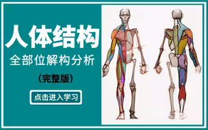 码住这套人体结构教学，别再干啃伯里曼啦