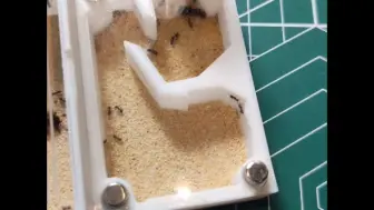 玉米毛蚁，这个新后群发育的速度正常吗？